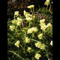Saxifraga Juniperifolia (ss-esp Sancta) (fam Saxifragees) (Grece) (02)